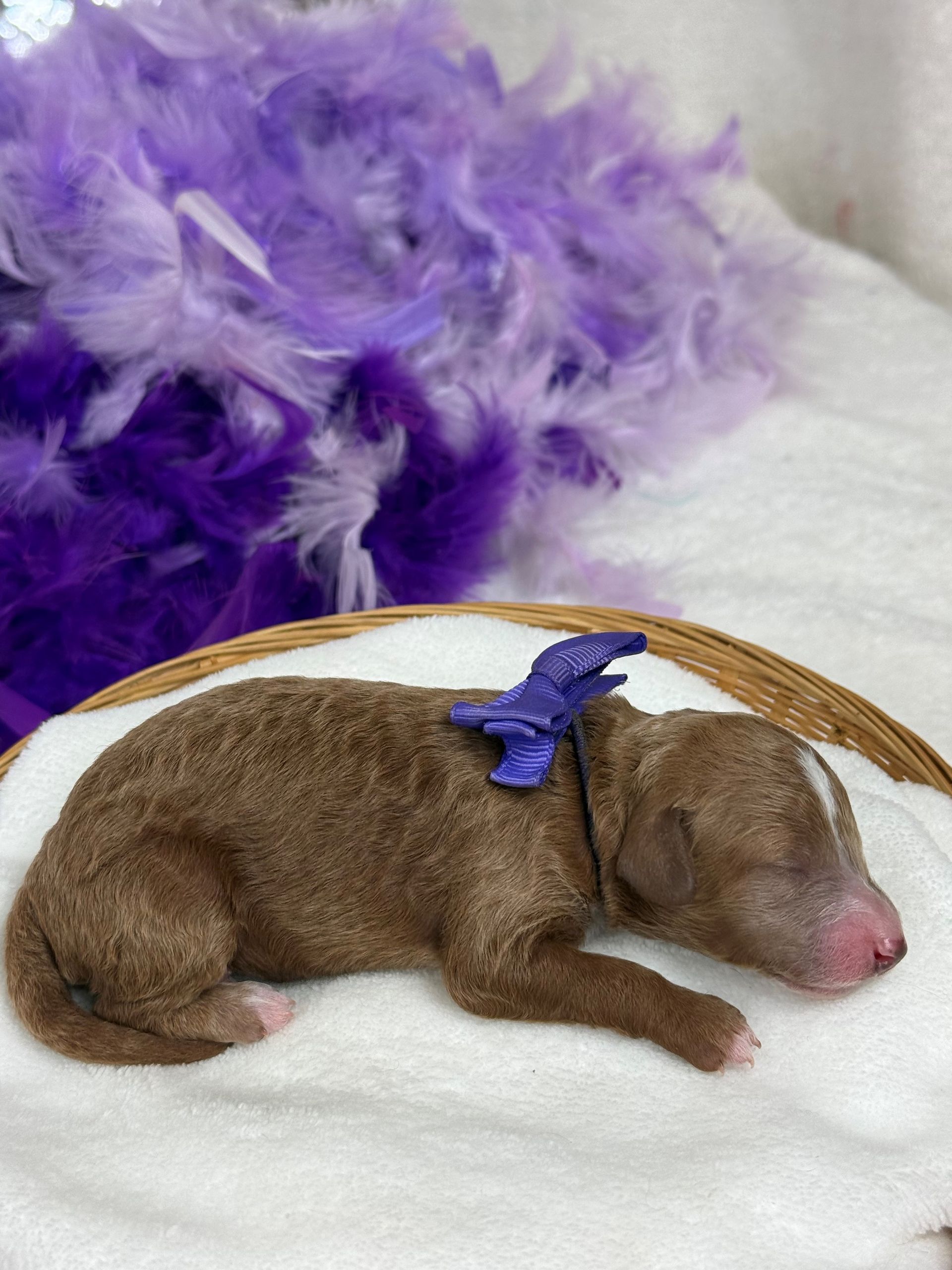 Goldendoodle puppies for sale Fort Worth Texas breeder listings