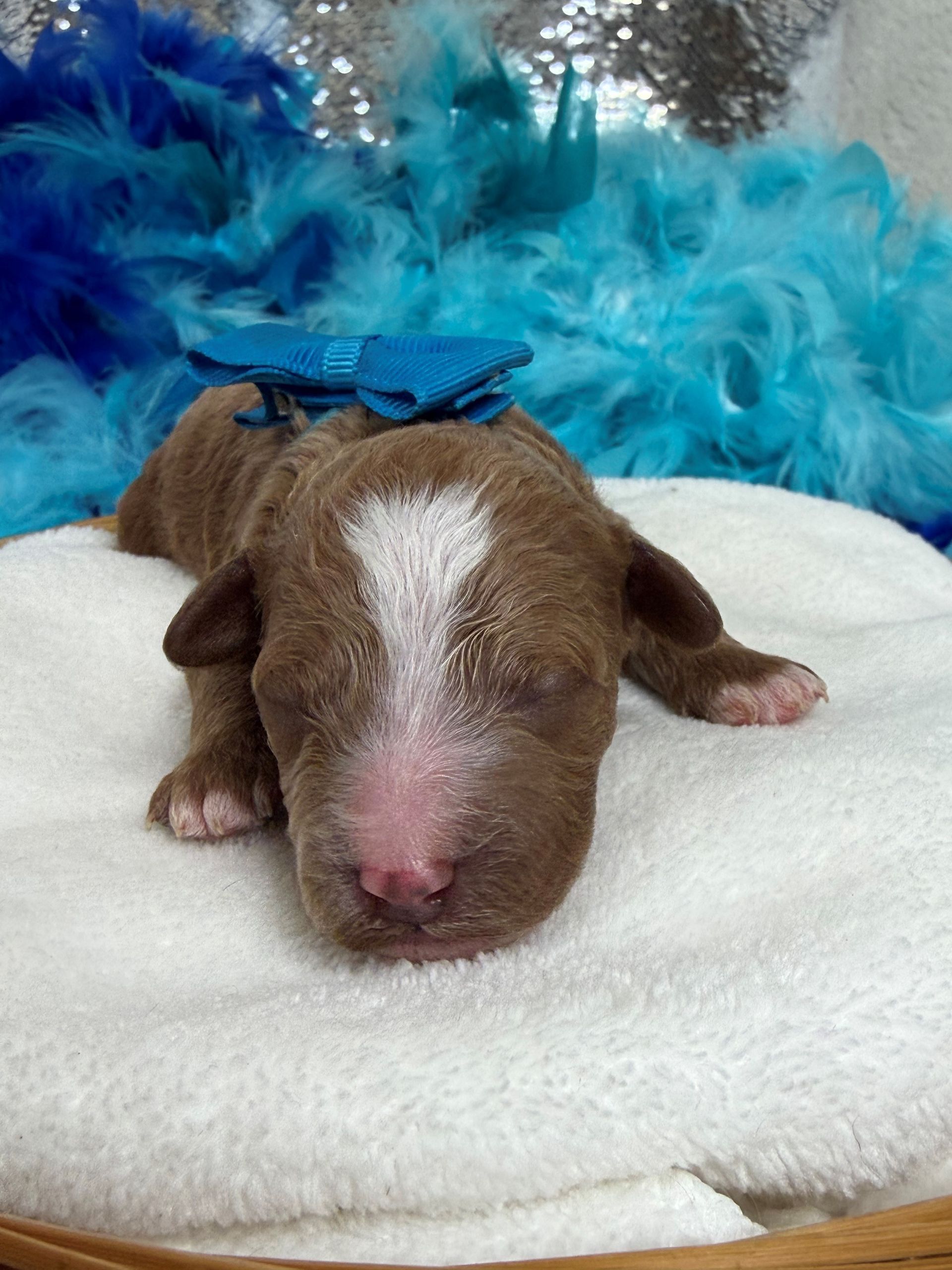 Mini Goldendoodle puppies for sale near San Antonio Texas