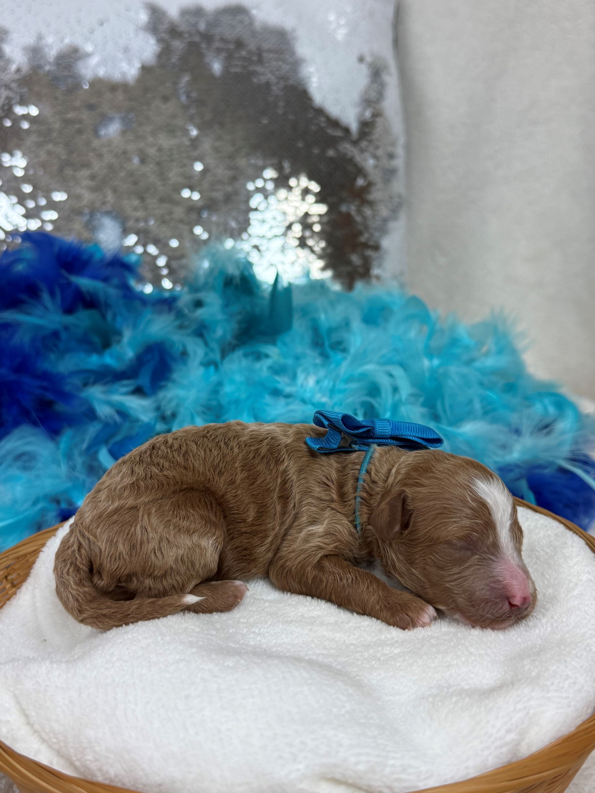 Goldendoodle puppies for sale Fort Worth Texas breeder listings