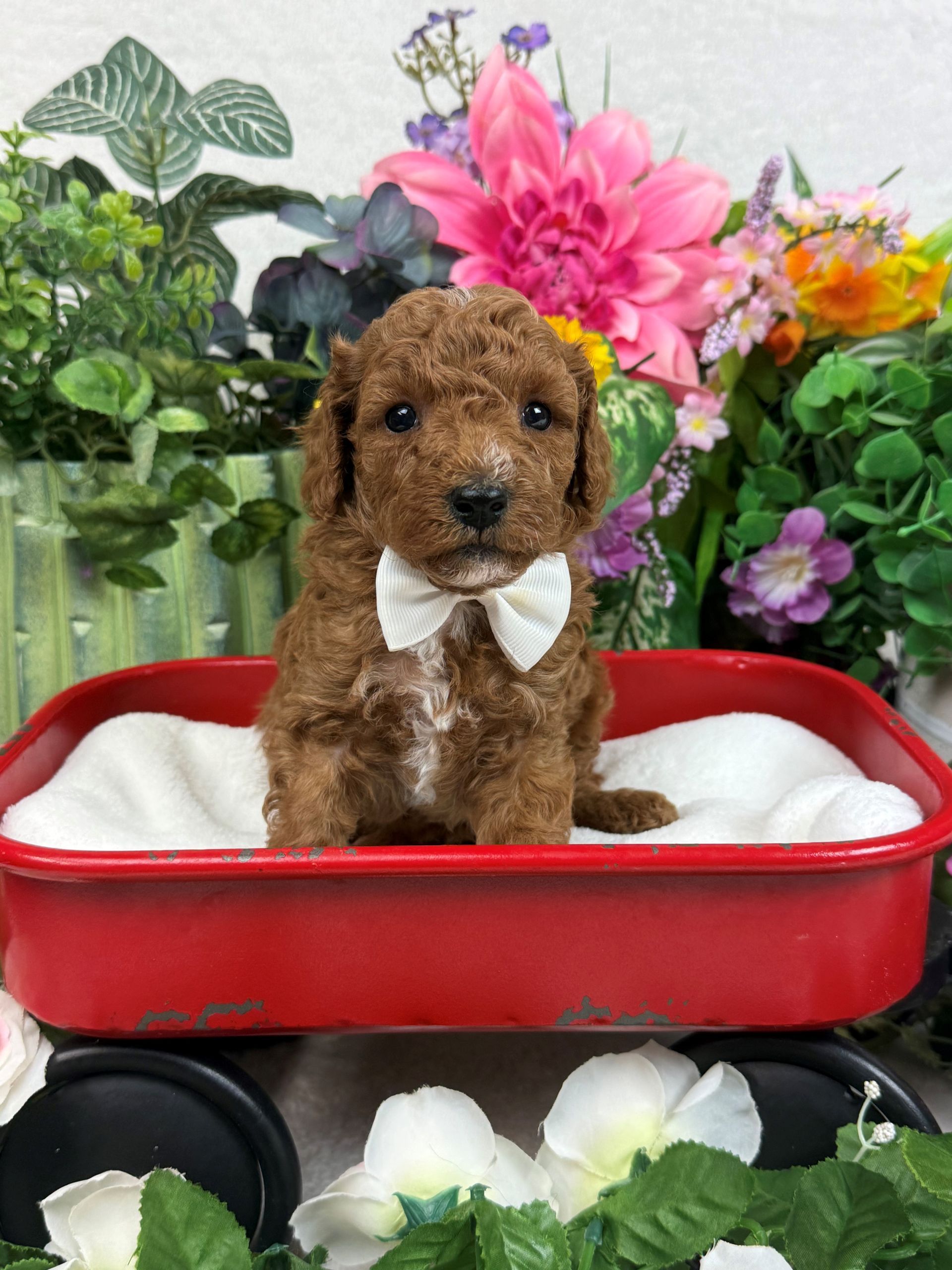 Goldendoodle puppies for sale Fort Worth Texas breeder listings