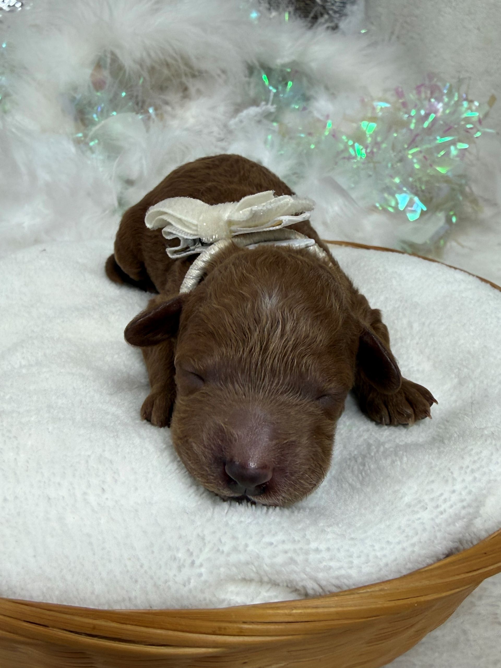 Mini Goldendoodle puppies for sale near San Antonio Texas