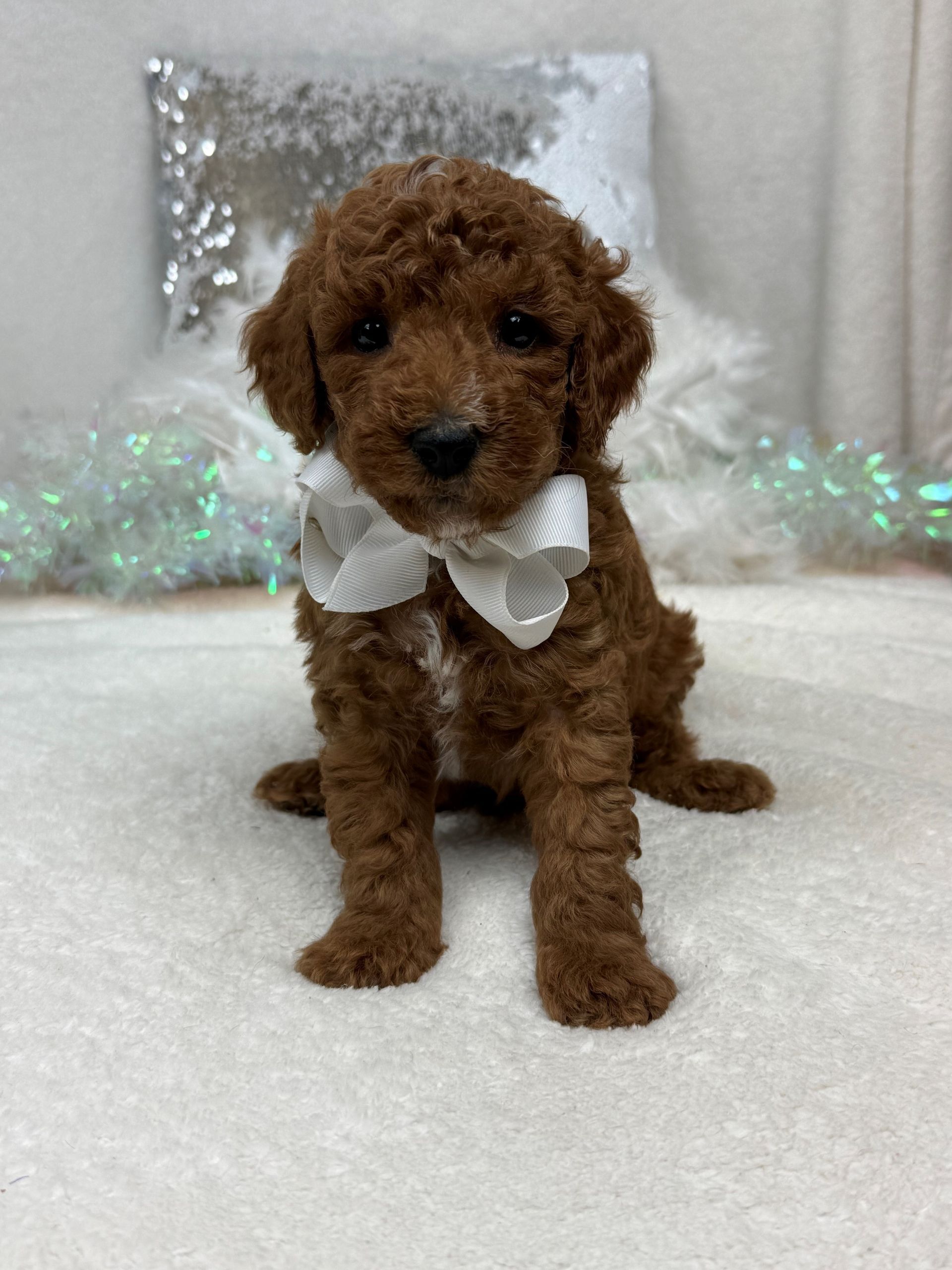 Mini Goldendoodle puppies for sale near San Antonio Texas
