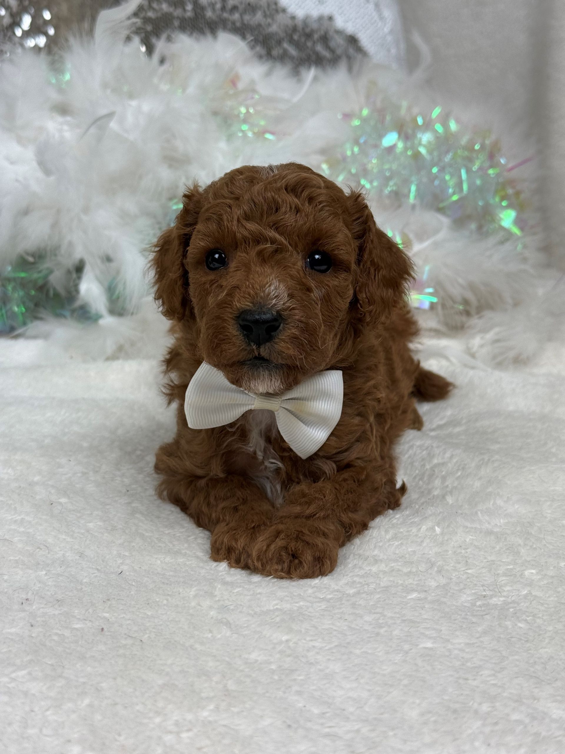 Mini Goldendoodle puppies for sale near San Antonio Texas