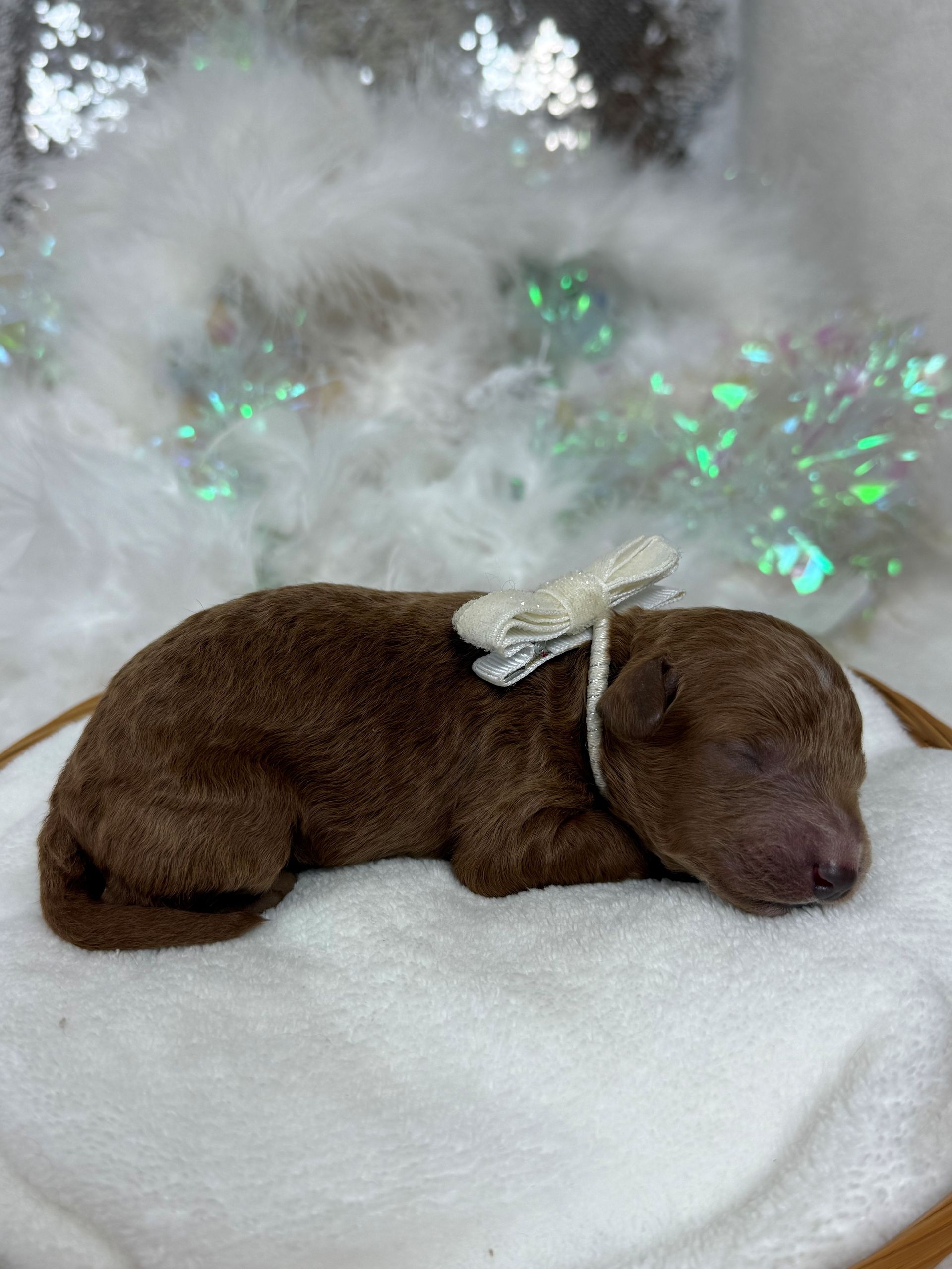 Goldendoodle puppies for sale Fort Worth Texas breeder listings