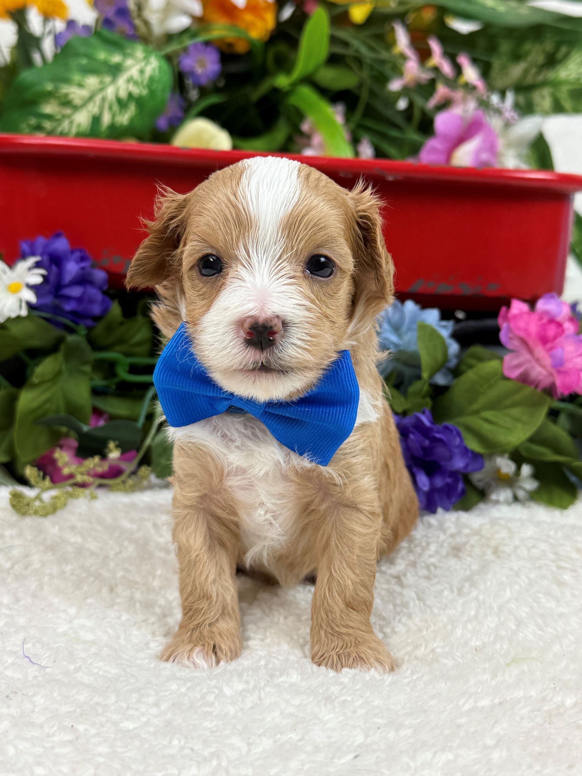 Cavapoo puppies for sale Fort Worth Texas breeder listings