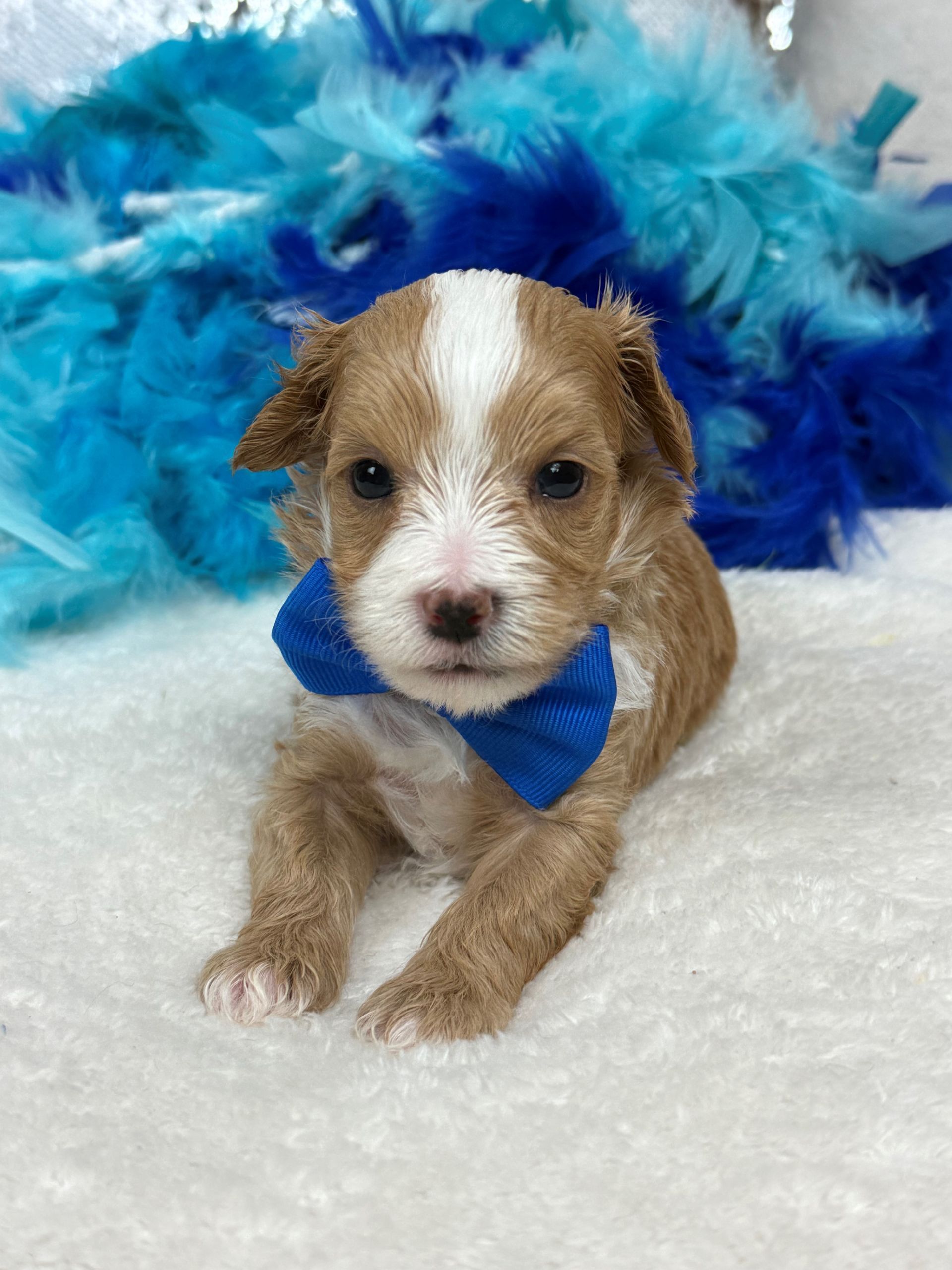 Cavapoo puppies for sale near San Antonio Texas