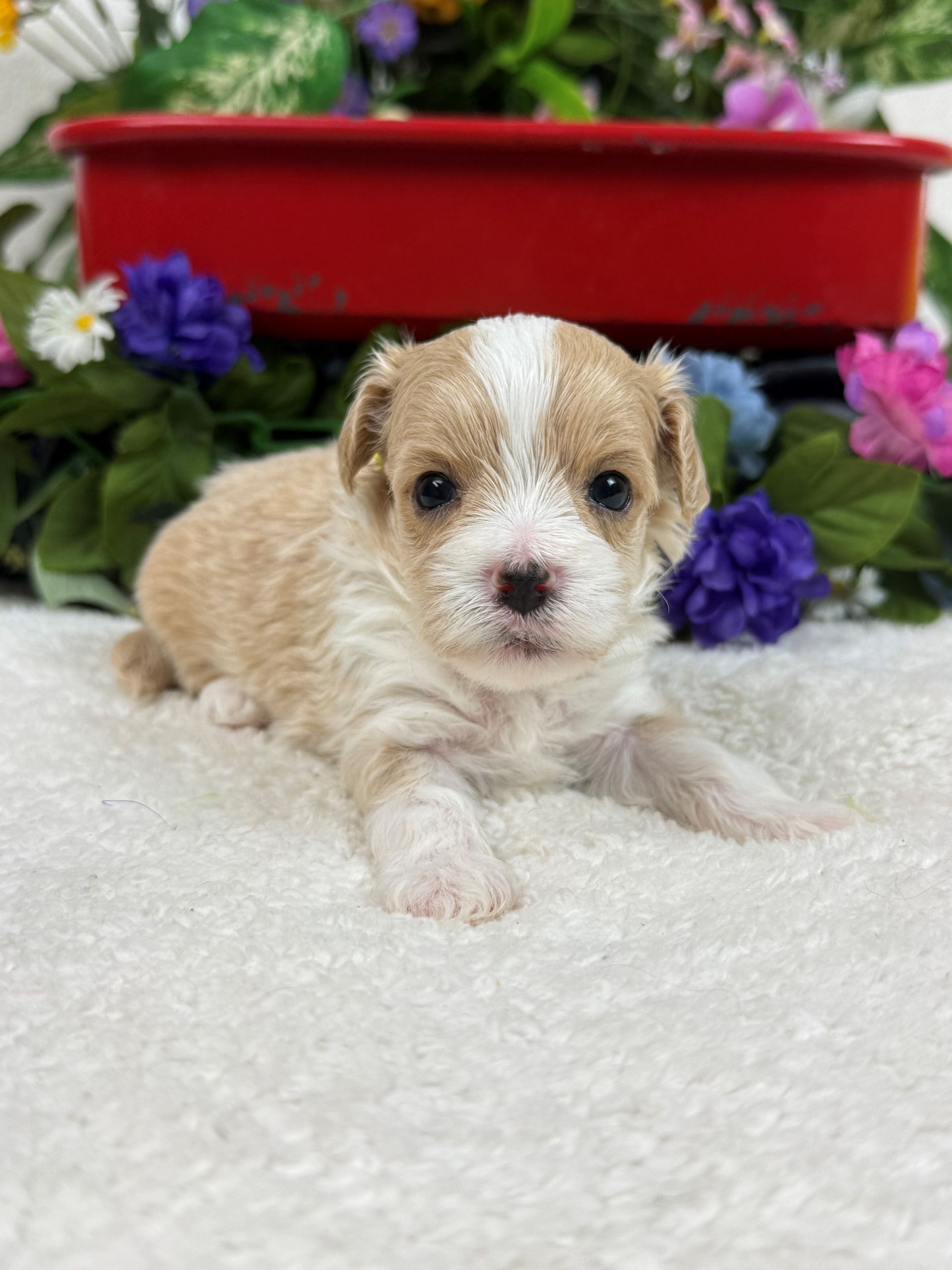 Cavapoo puppies for sale Fort Worth Texas breeder listings
