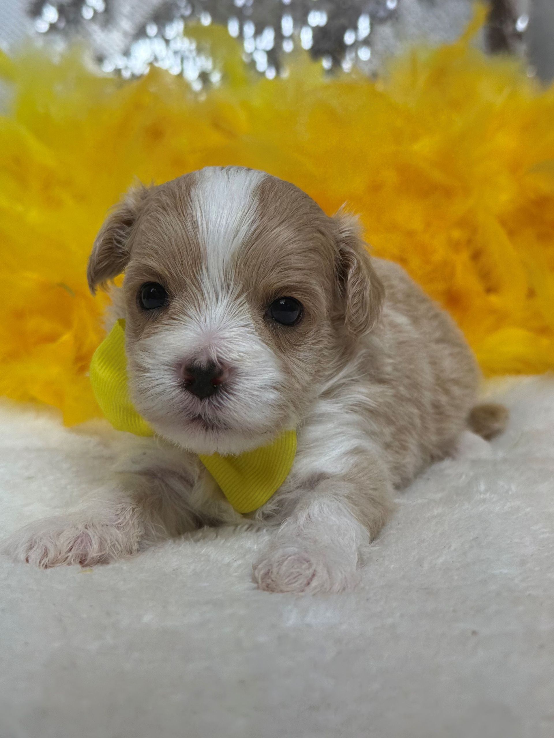Cavapoo puppies for sale near San Antonio Texas