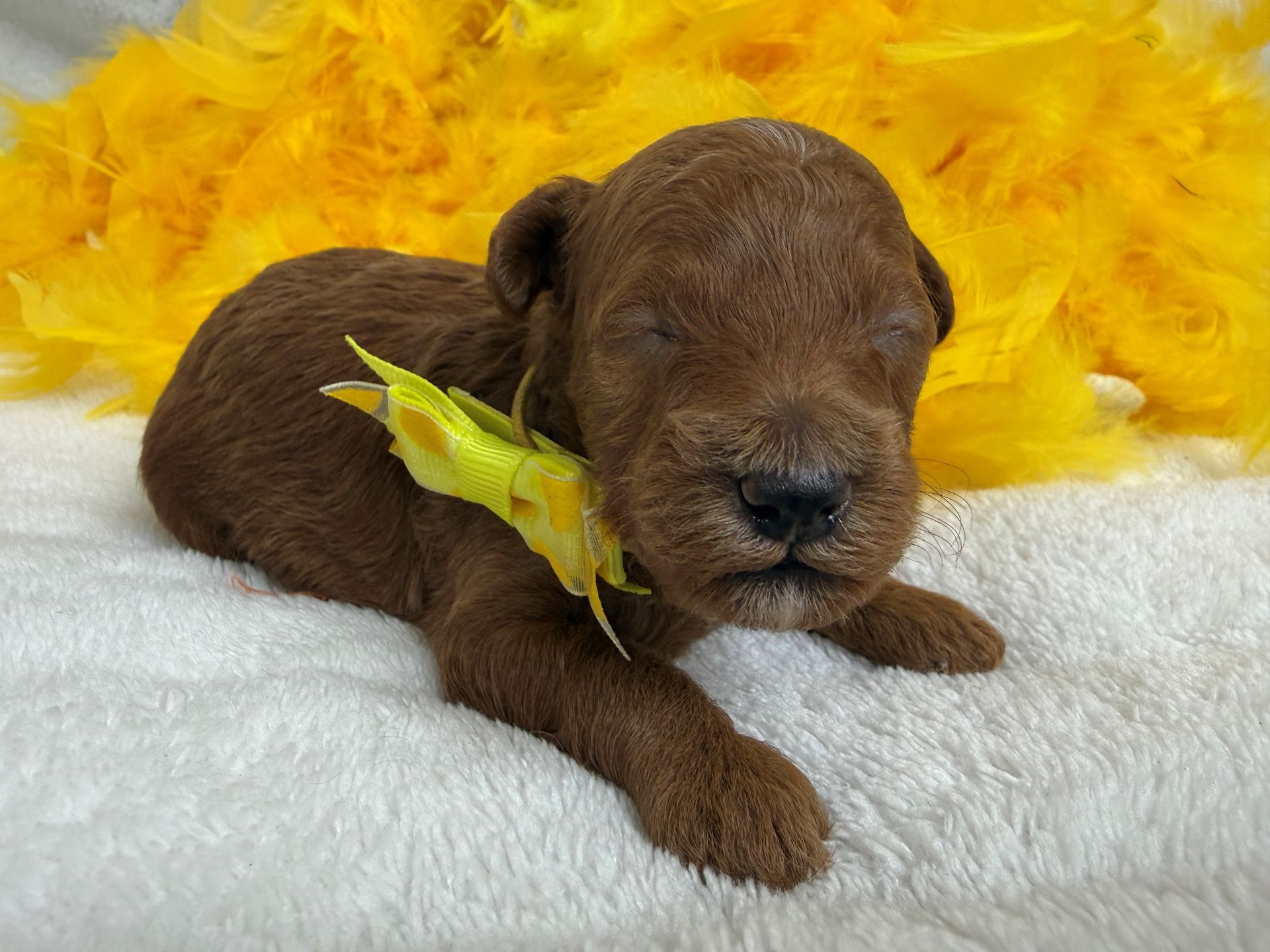Cavapoo puppies for sale near tyler Texas