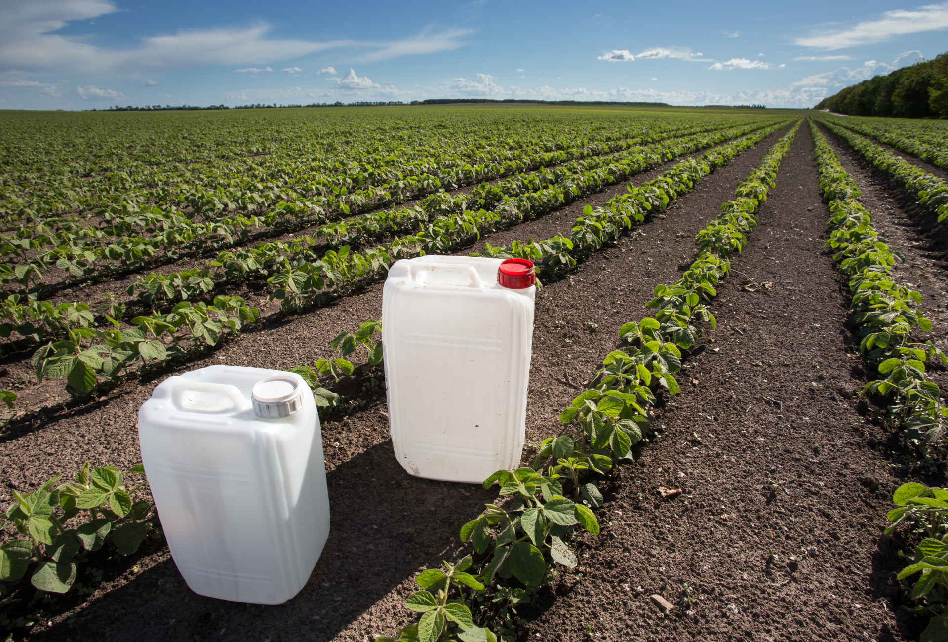 Two plastic containers are sitting in a field of plants.
