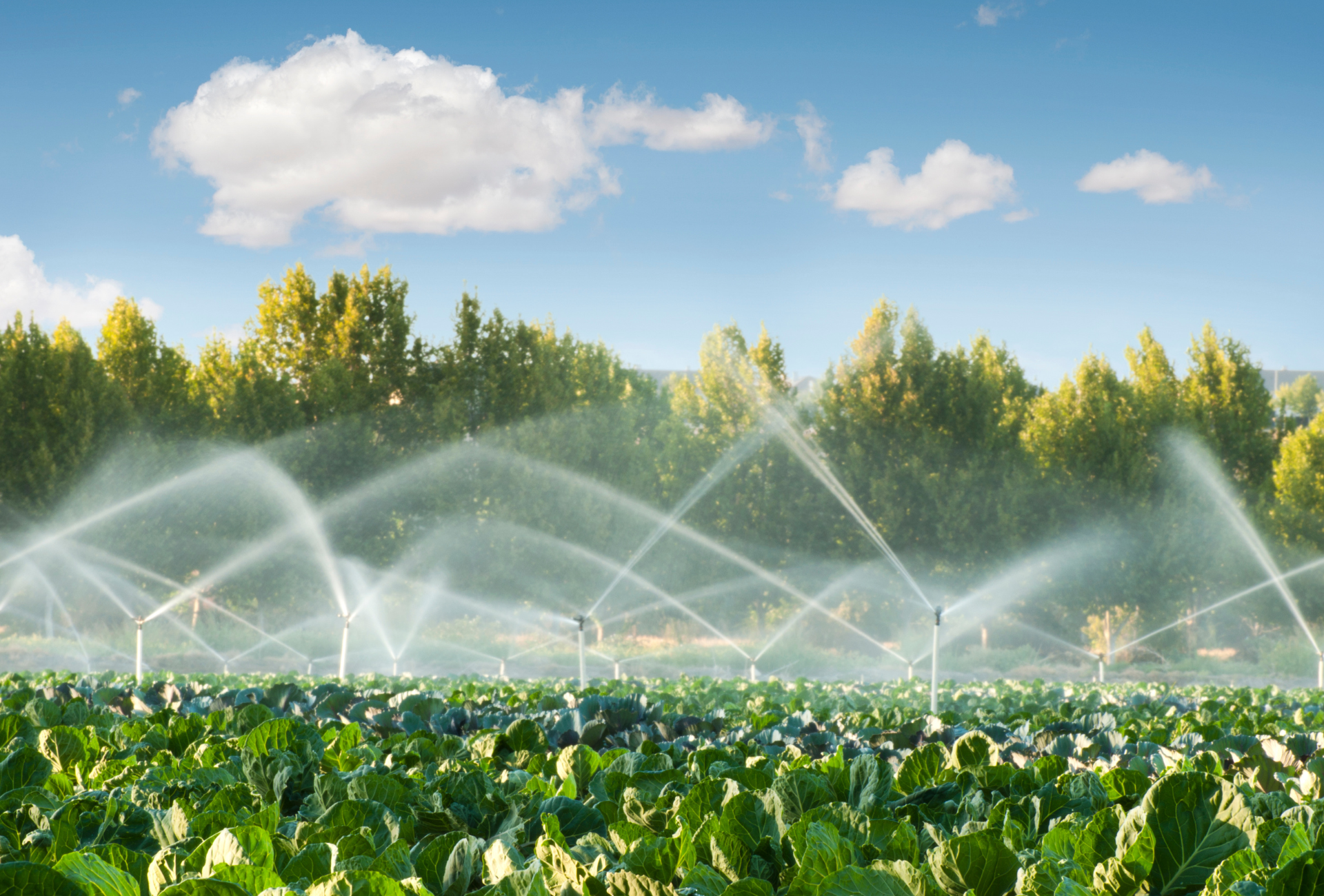 A field of cabbage is being watered with sprinklers.