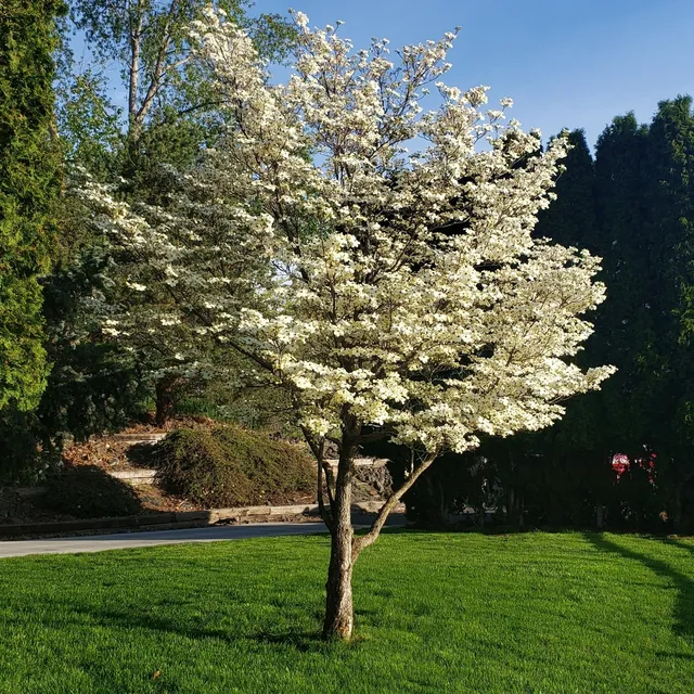 Planting Trees - Acey's Landscape Services in Clarkston, WA