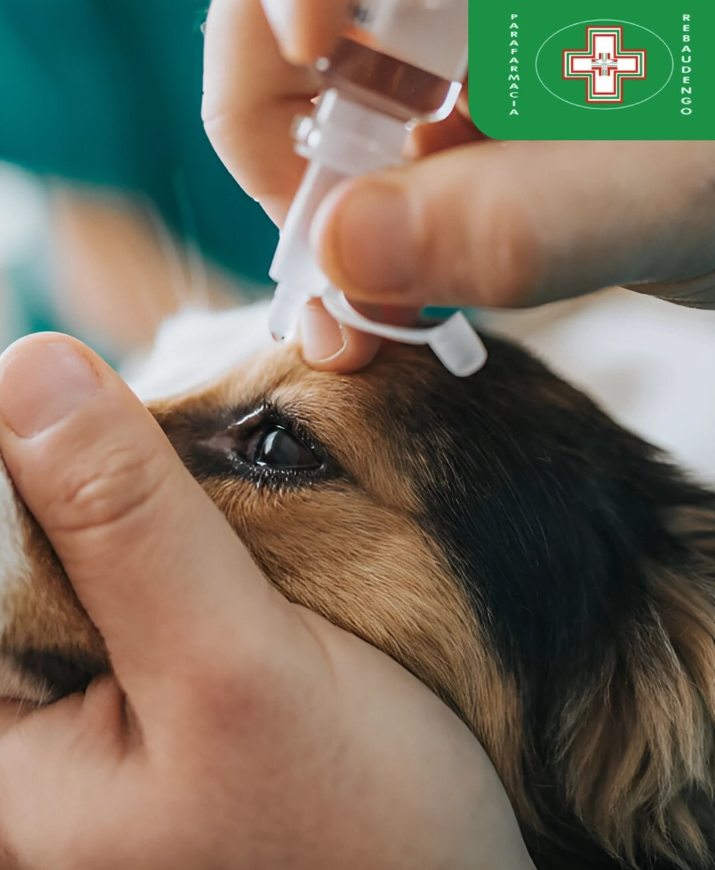 Una persona somministra delicatamente delle gocce oculari a un cane.