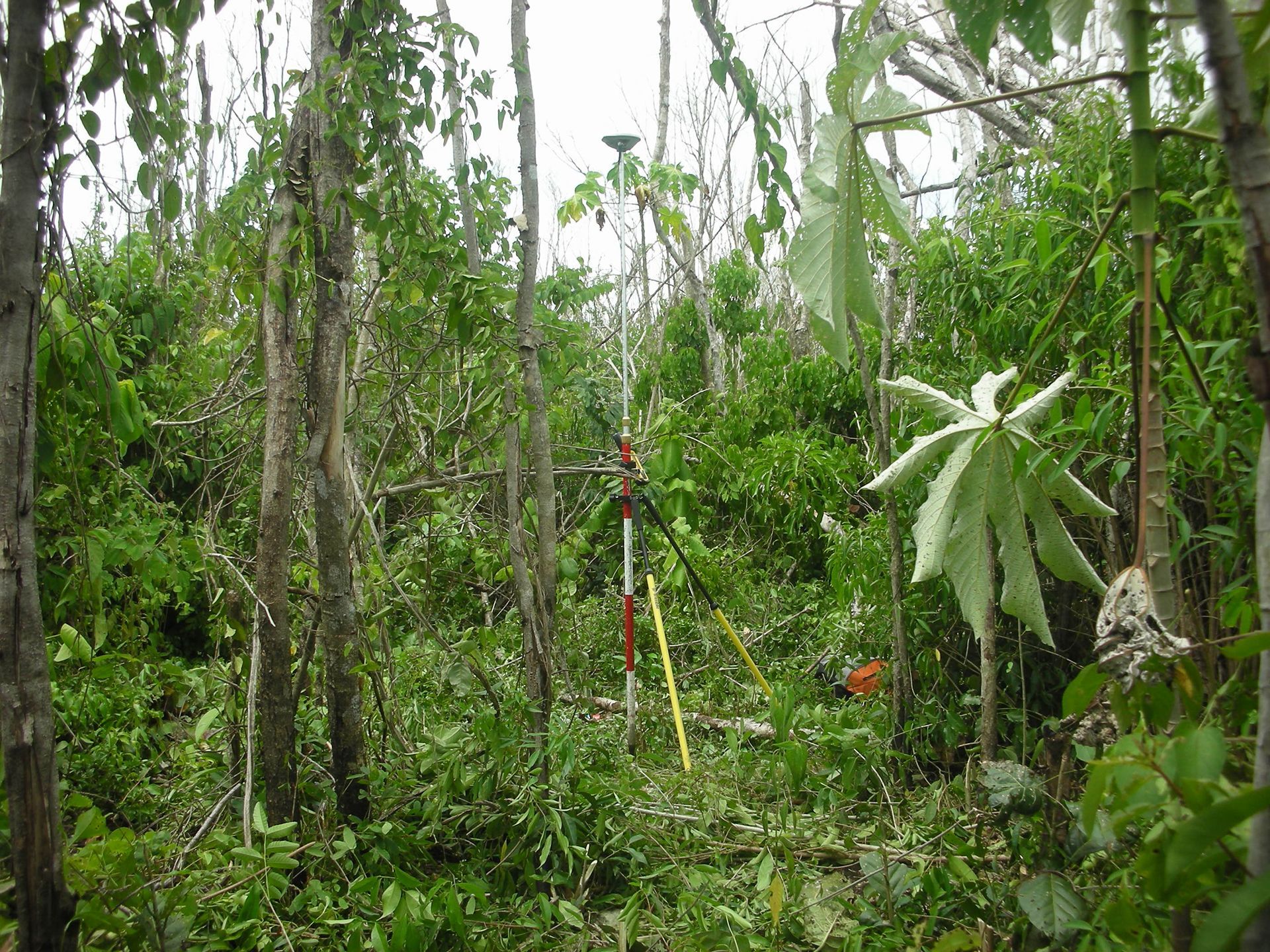 Un trípode está sentado en medio de un exuberante bosque verde.