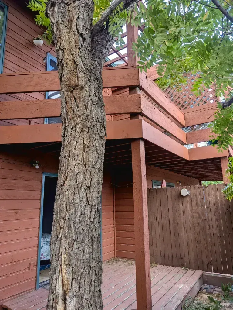 Brown wooden deck wraps around a tree; building with brown siding and a brown fence.