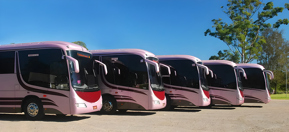 Pink Buses Lined Up Outdoors