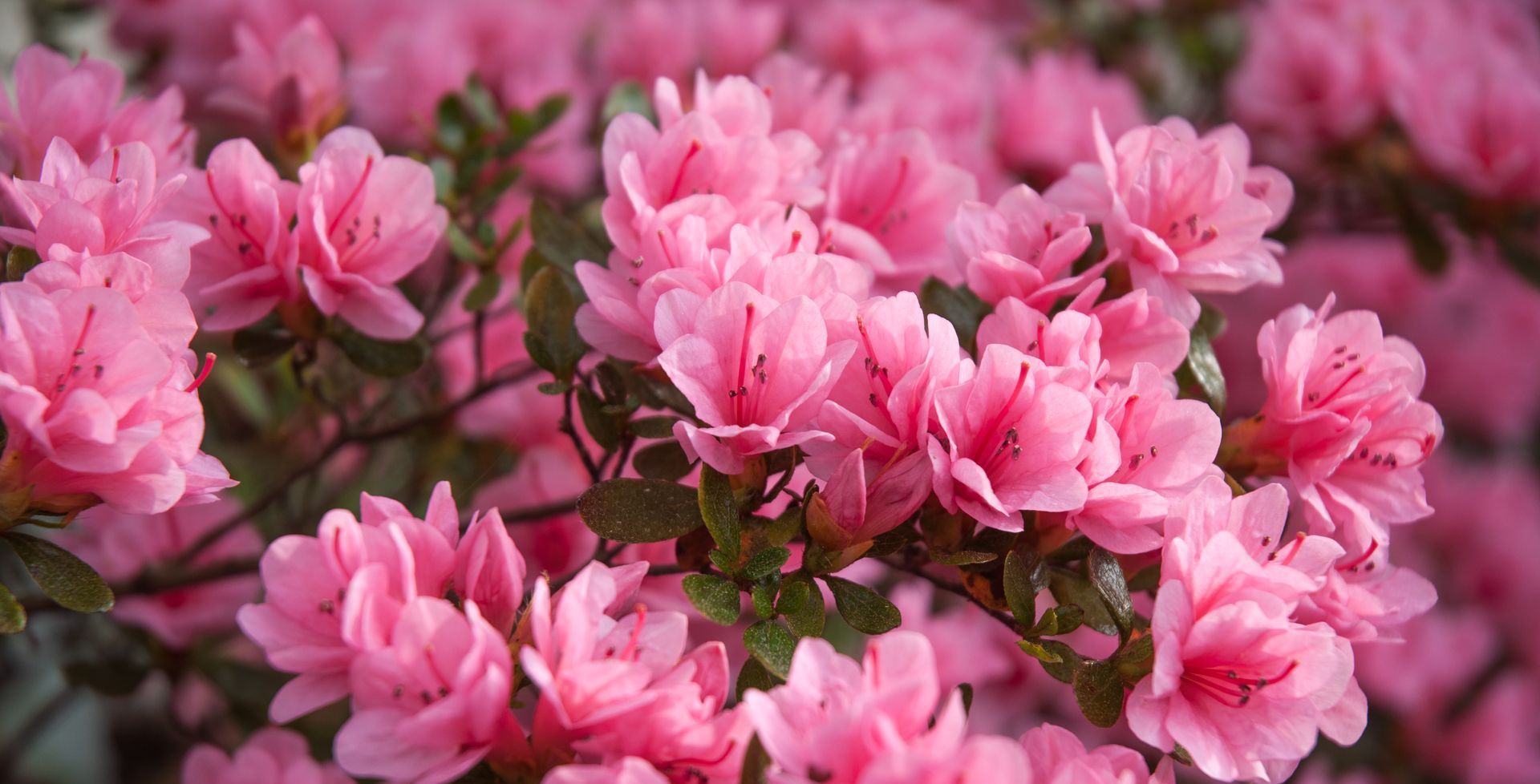 southern oaks nursery near me phenix city smiths station auburn opelika columbus