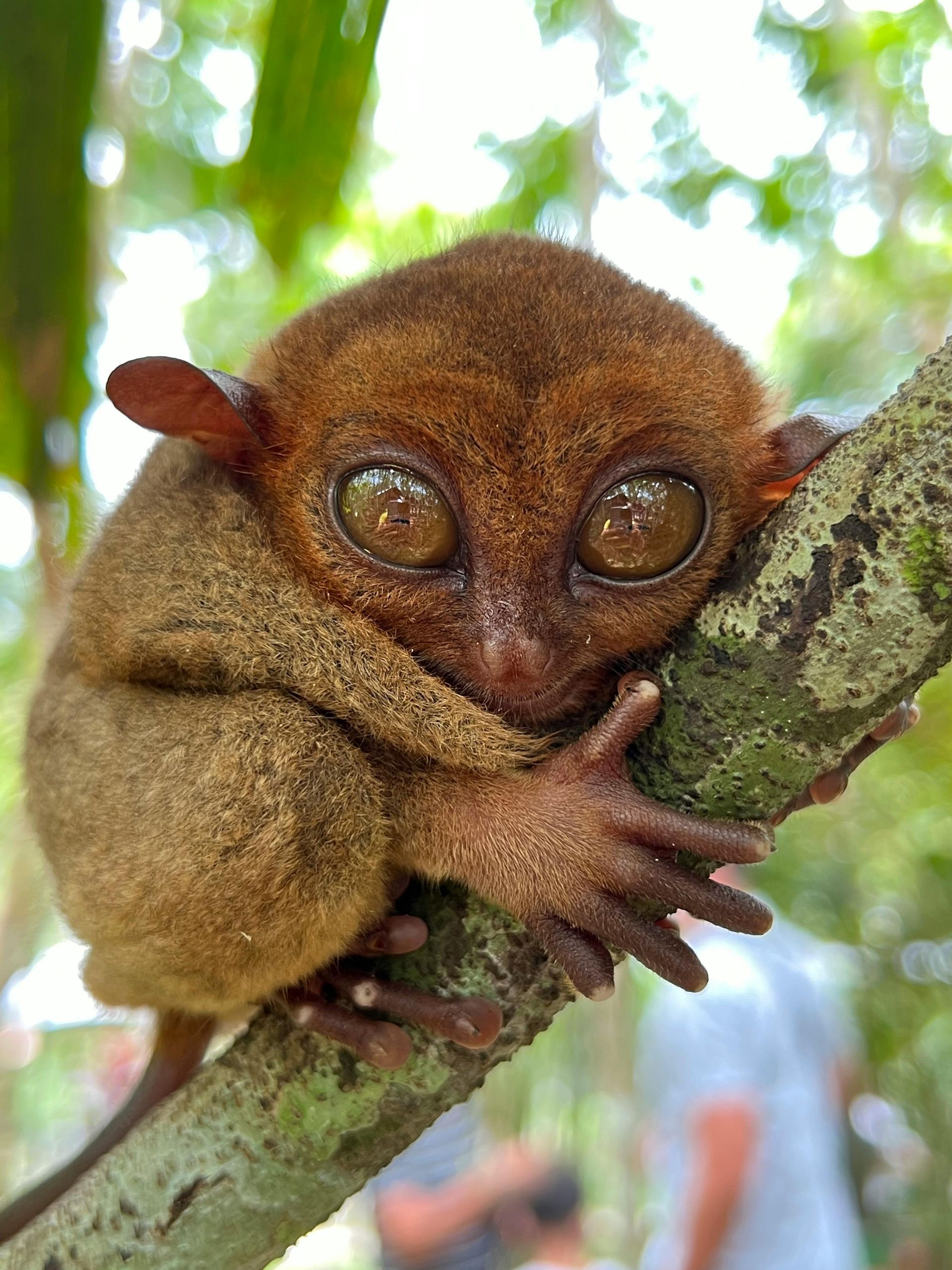 A tarsier clinging to a tree branch, large brown eyes, reddish-brown fur, blurred green background.