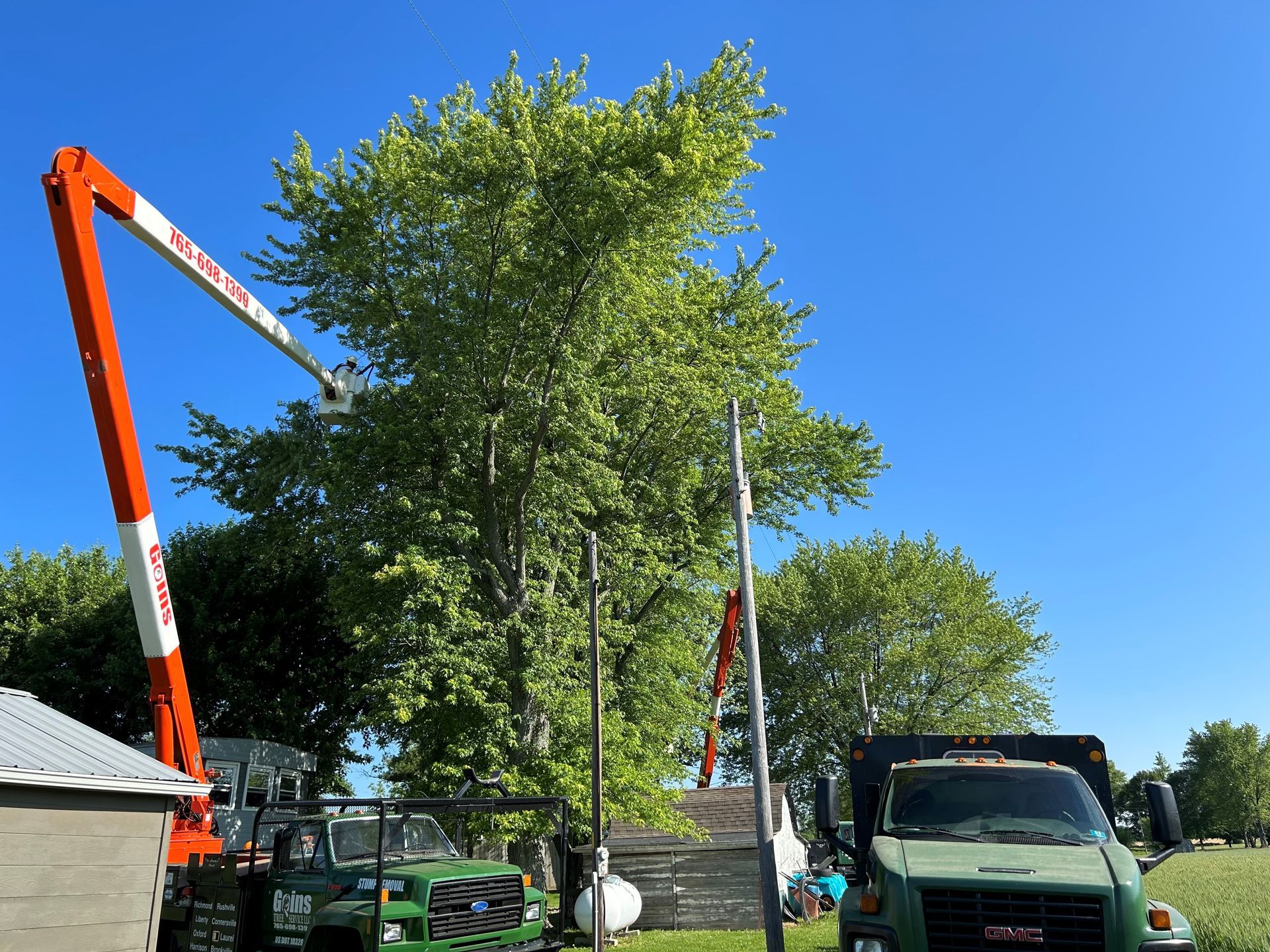 Care for Fruit Trees - Tree removal in Connersville, IN