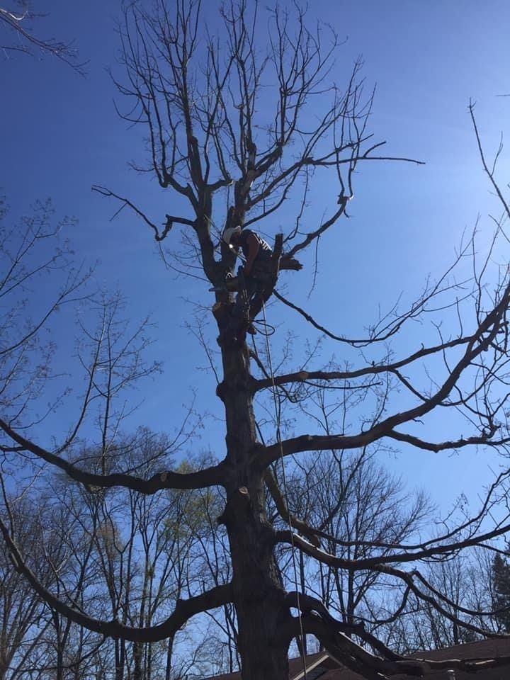 Care for Fruit Trees - Tree removal in Connersville, IN