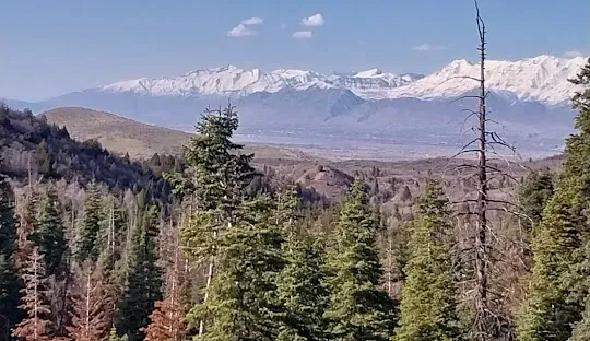 Forest scene with evergreen trees, snow-capped mountains in the distance, under a blue sky.