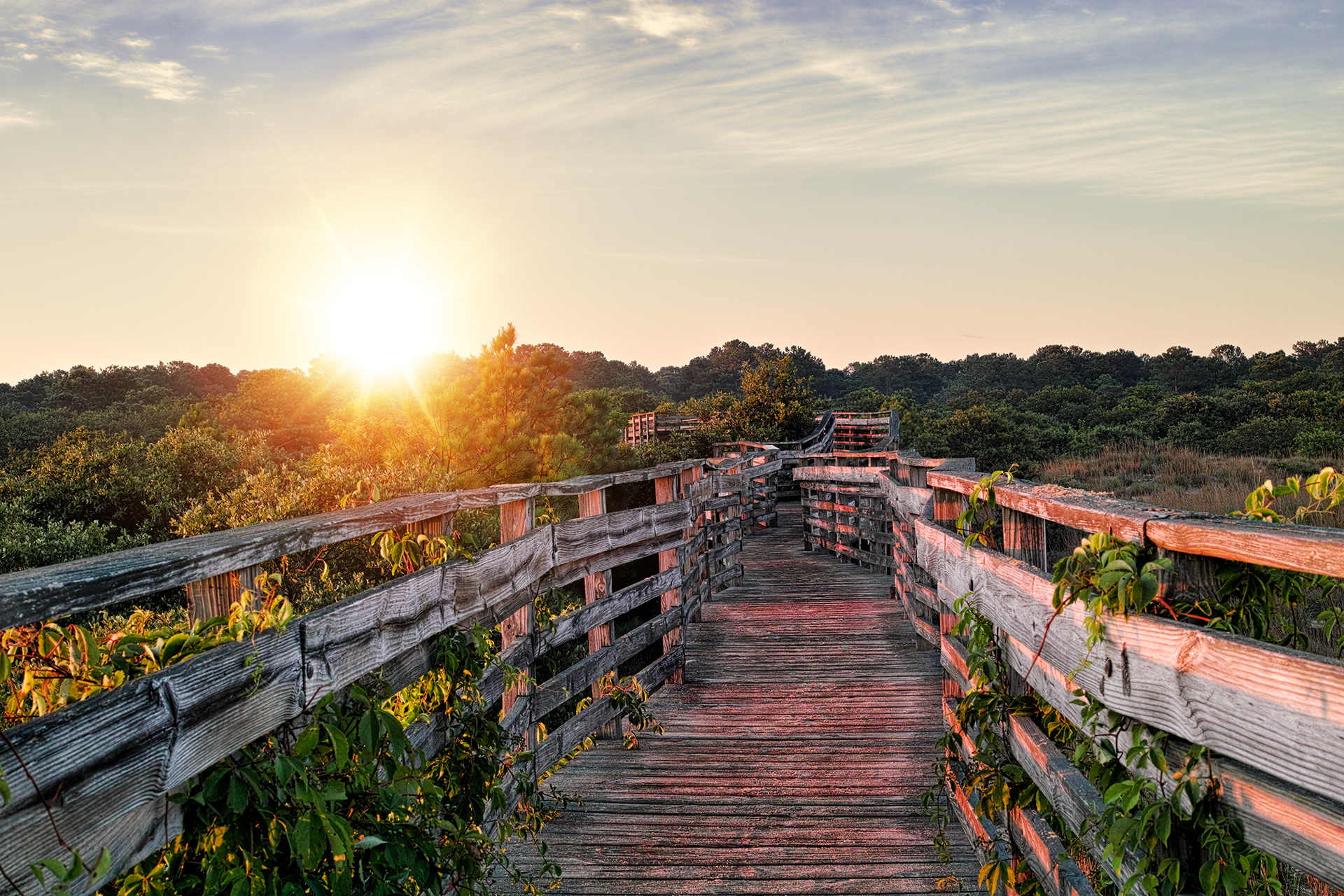 Wooden boardwalk through trees, leading toward a bright sunset.