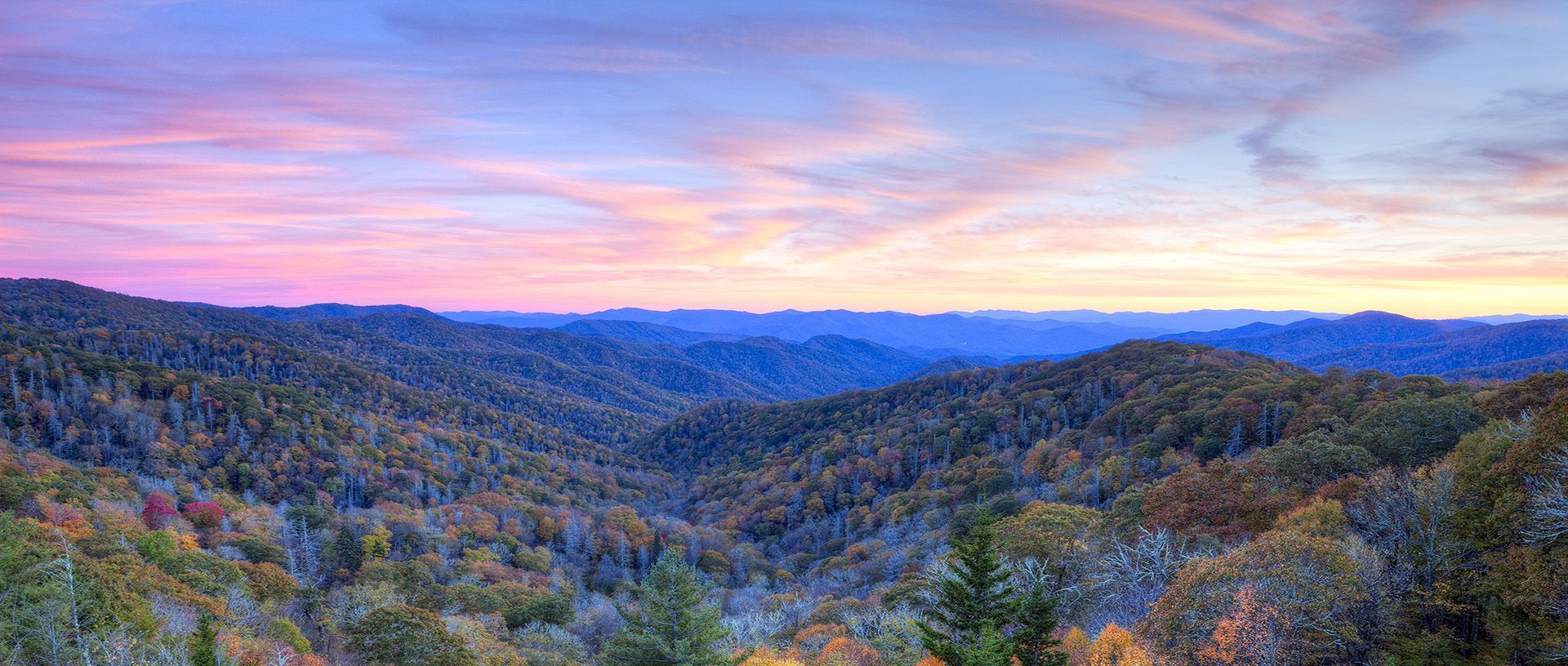 The sun is setting over a field of flowers and trees.