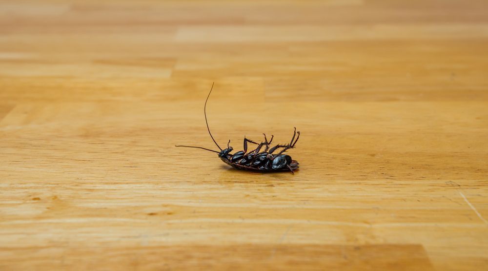 A Cockroach is Laying on Its Back on a Wooden Table — Beutels Pest & Weed Control In Thornton, NSW