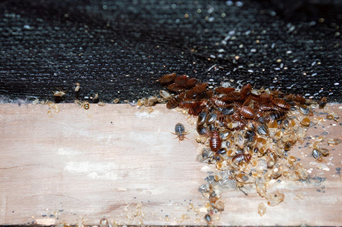Bed Bugs Are Crawling on a Piece of Wood — Beutels Pest & Weed Control In Dungog, NSW
