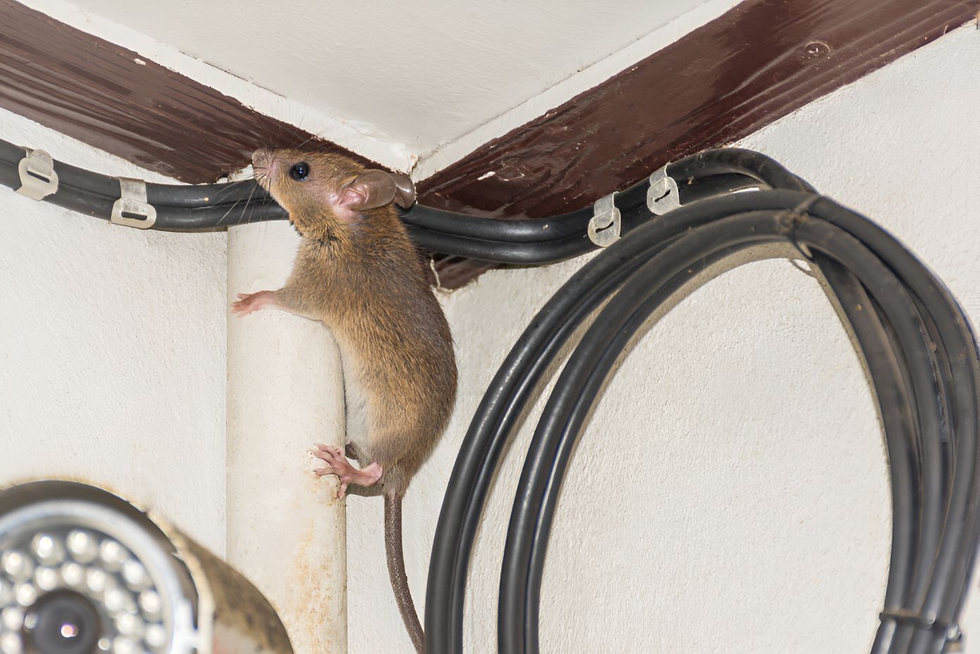 A Mouse is Sitting on a Pipe Next to Wires — Beutels Pest & Weed Control In Raymond Terrace, NSW