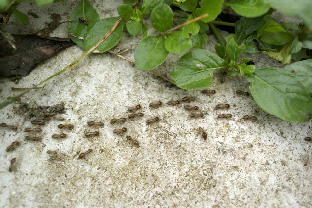 A Group of Ants Are Crawling on a Pile of Sand — Beutels Pest & Weed Control In Thornton, NSW