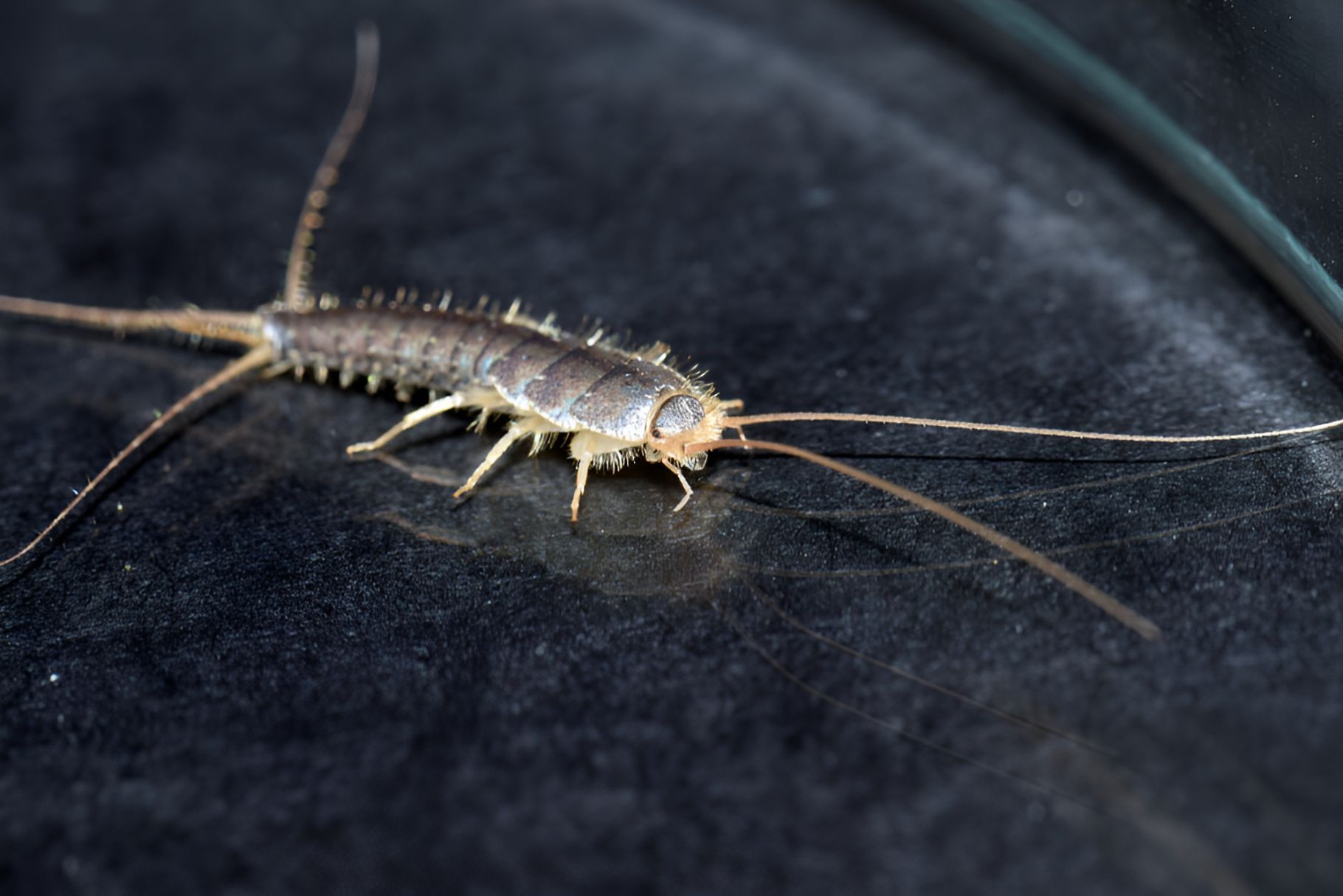 Cenitpede Crawling on a Table — Beutels Pest & Weed Control In Rutherford, NSW