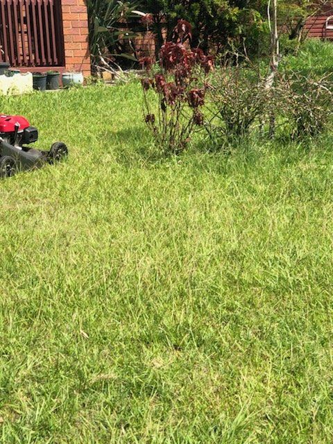 Before Trimming The Front Yard — Gardeners in Sunshine Coast, QLD