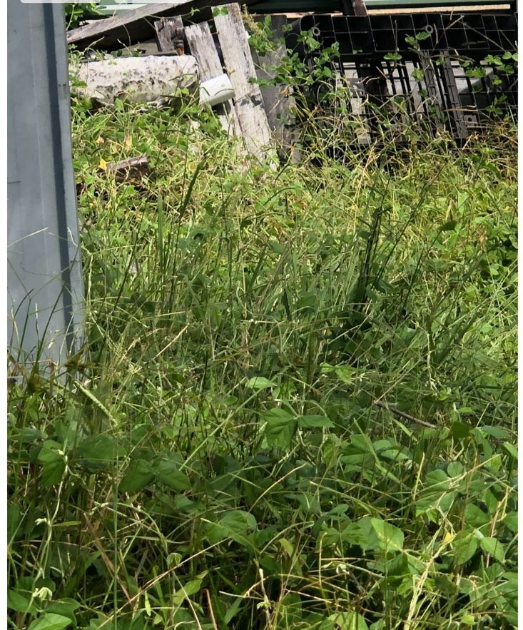 Before Cleaning The Yard — Cleaners in Sunshine Coast, QLD