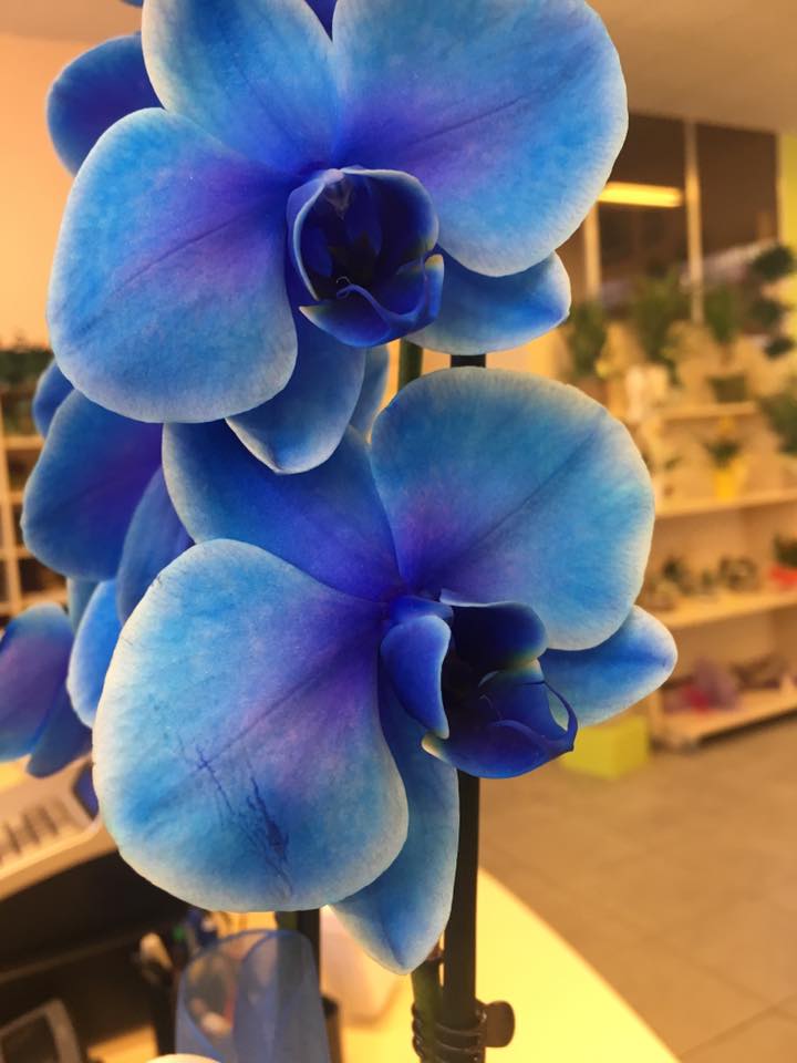 pianta di orchiddee bluu