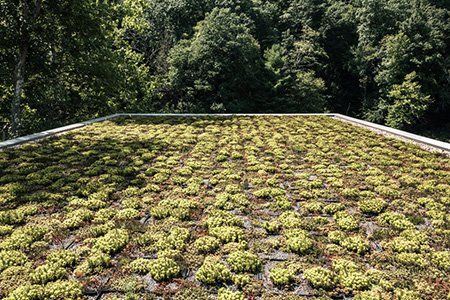 Green roofing