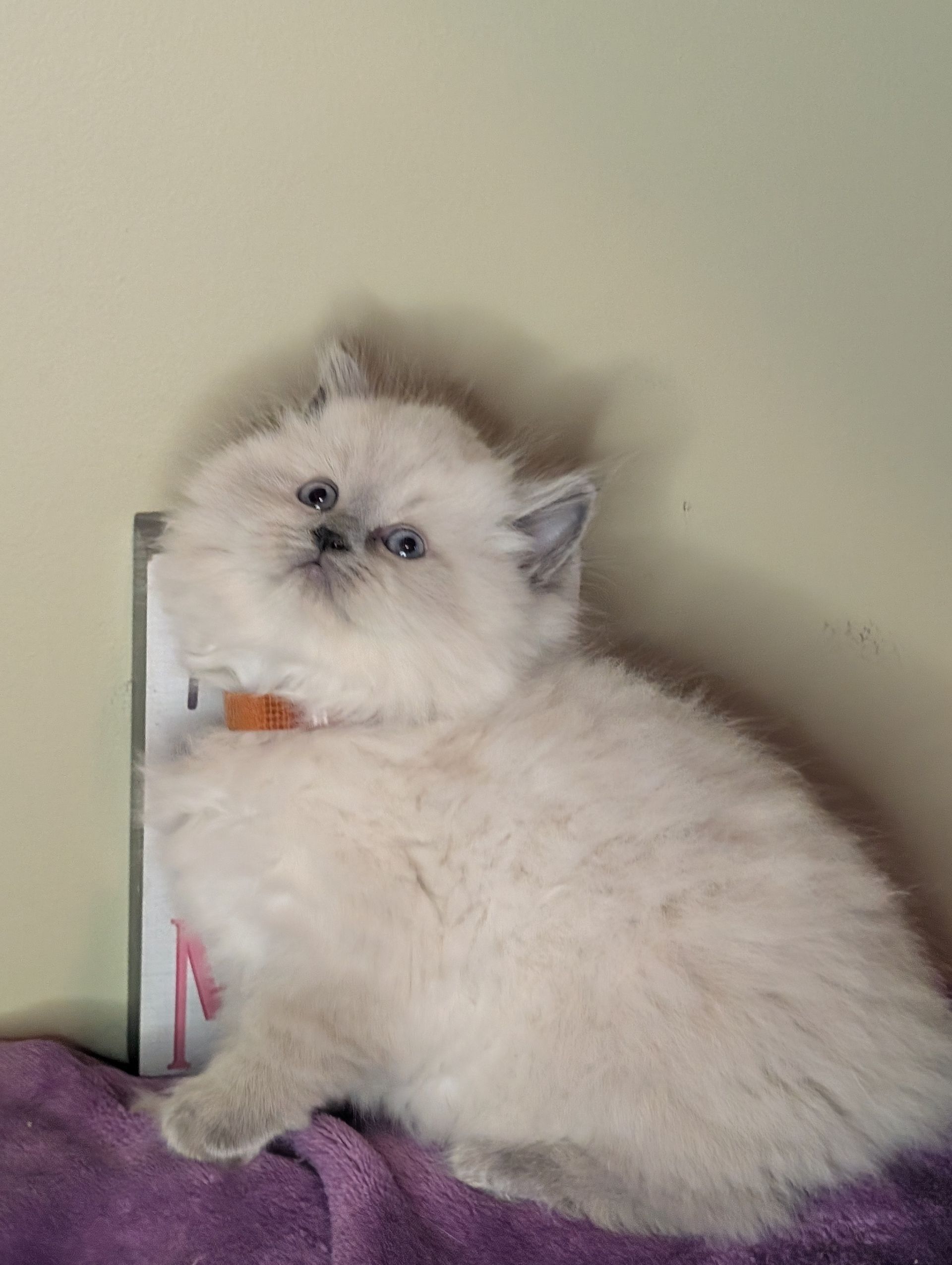 Fluffy, light-colored kitten with blue eyes and an orange collar sits on a purple blanket next to a book.