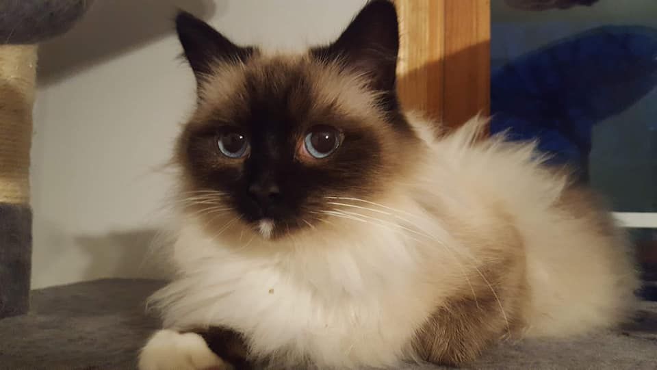 A fluffy seal point cat with blue eyes, resting on a gray surface, looking directly at the viewer.