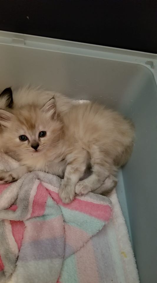 Fluffy kitten with pale fur lying on a striped pink and blue blanket inside a light blue container.