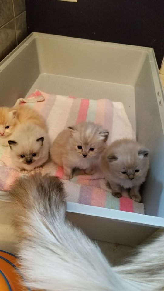 Four fluffy kittens in a white bin