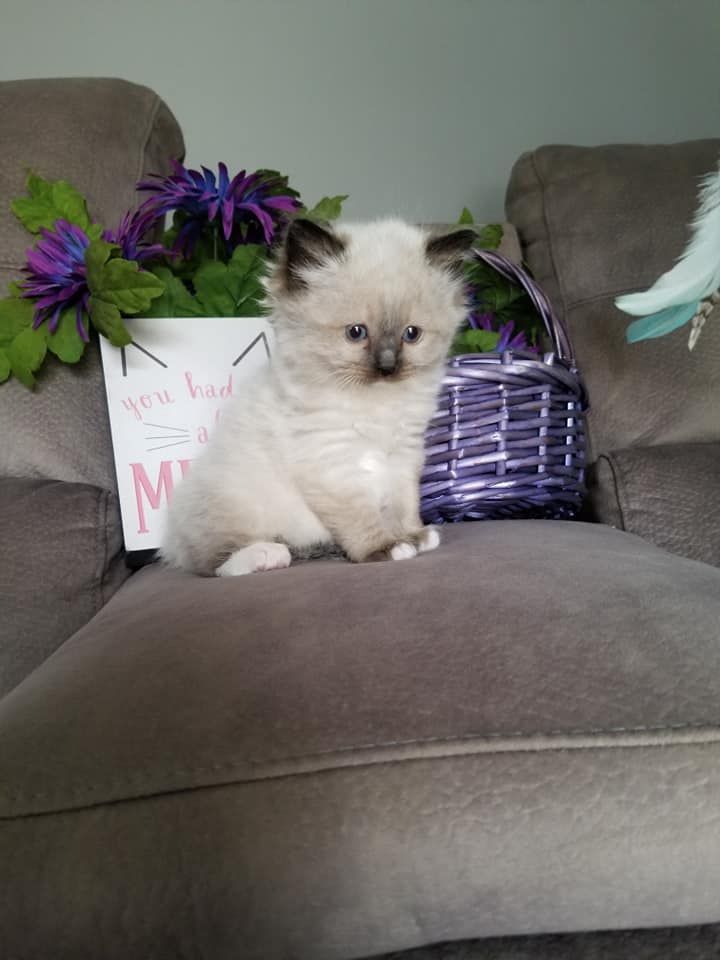 Fluffy cream and brown kitten sitting on a gray couch, next to a purple basket and flowers.