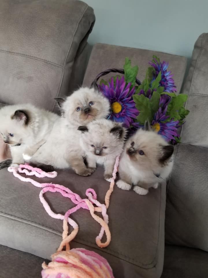 Four fluffy kittens with dark faces and paws on a gray couch, next to a basket of purple flowers and pink yarn.