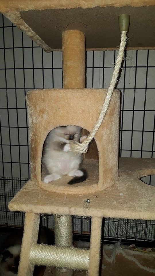 A Siamese cat inside a cat tree hideout, grooming its face with paws. The tree is beige and has a rope toy.