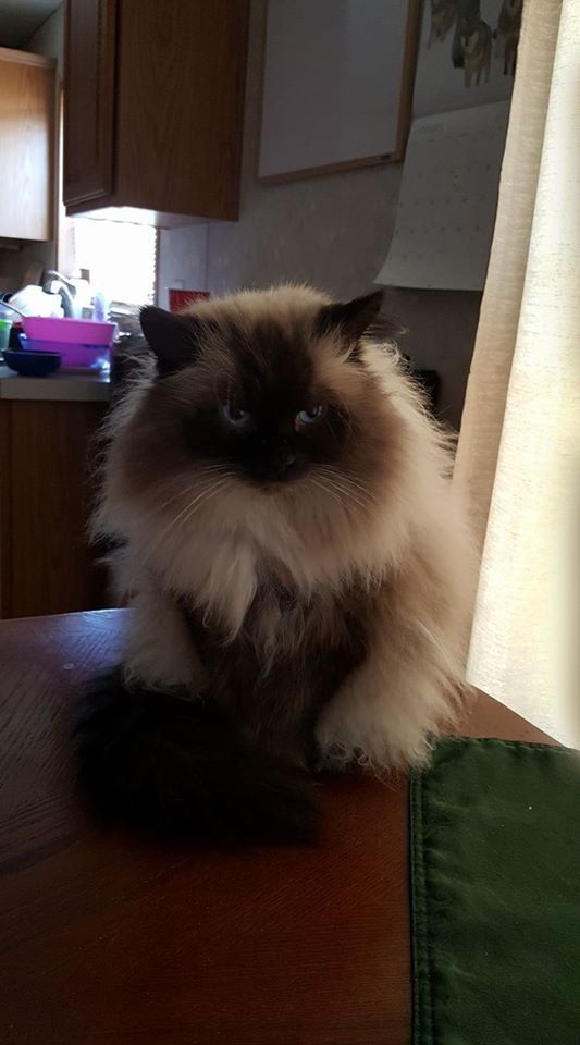 Fluffy, dark-pointed cat sitting on a wooden table with intense gaze, indoor setting.