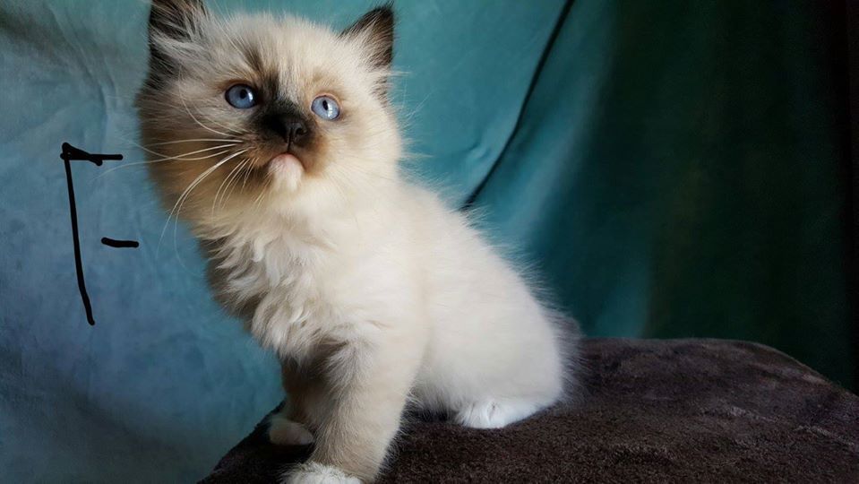 Fluffy seal point kitten with blue eyes sits on a dark brown cushion.