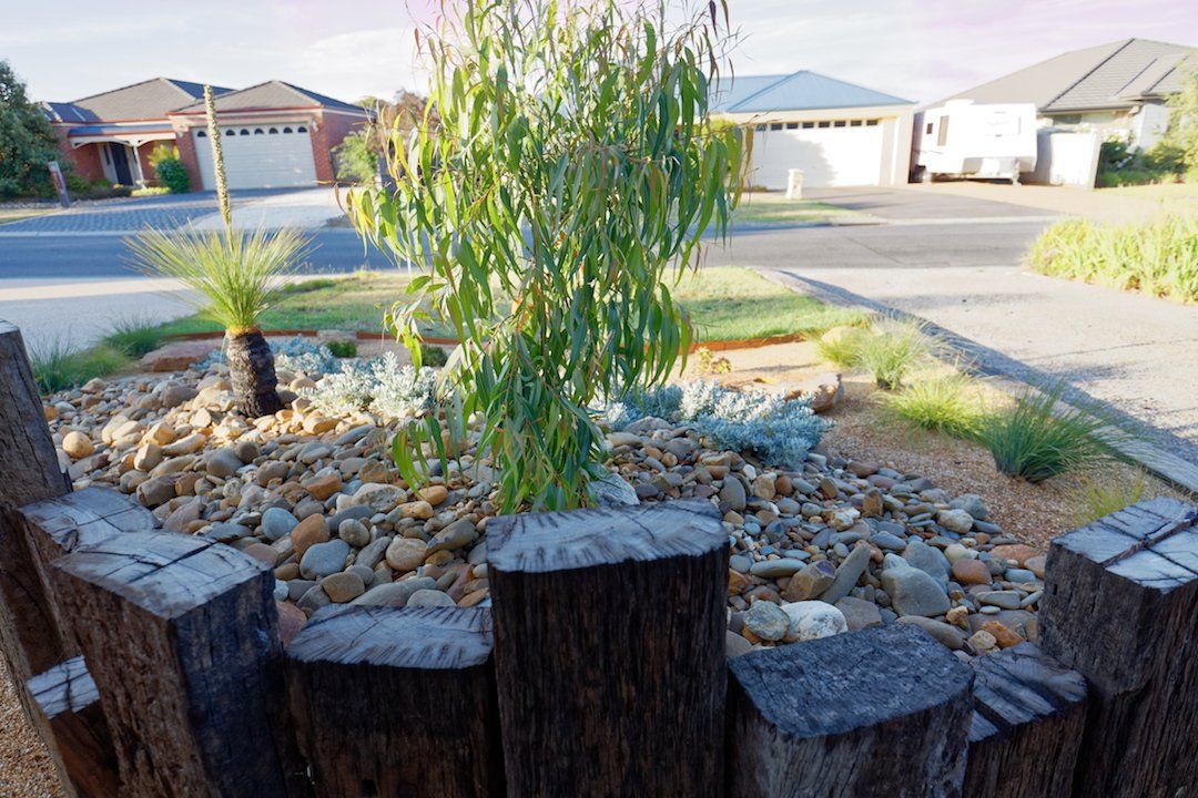 There is a tree in the middle of a rock garden.