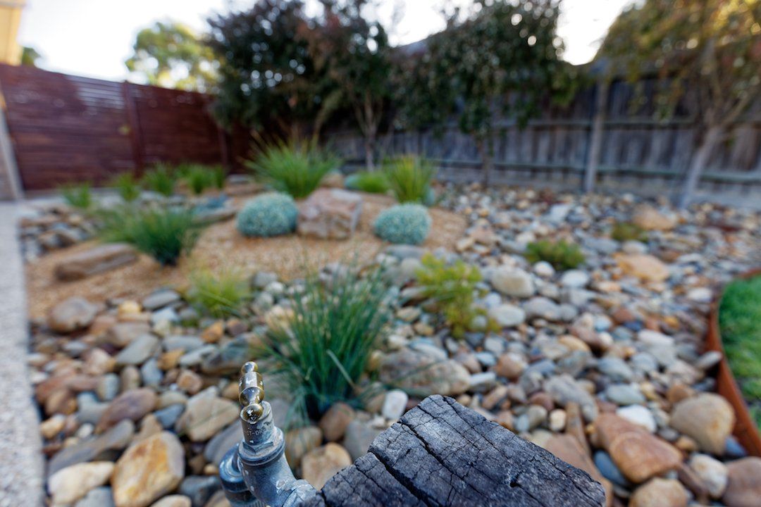 A garden filled with rocks and plants with a hose in the foreground.