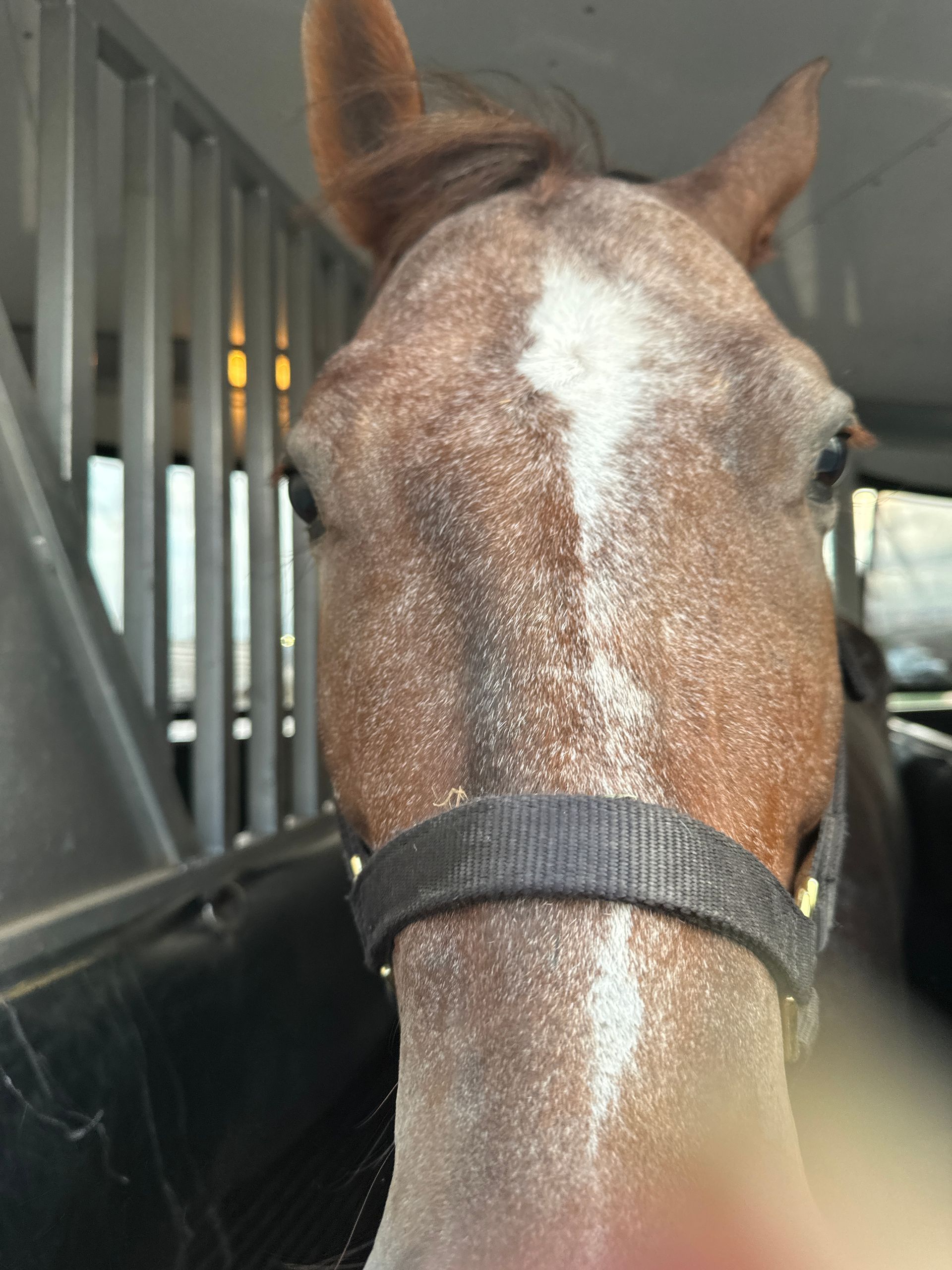 A close up of a horse 's face in a stable