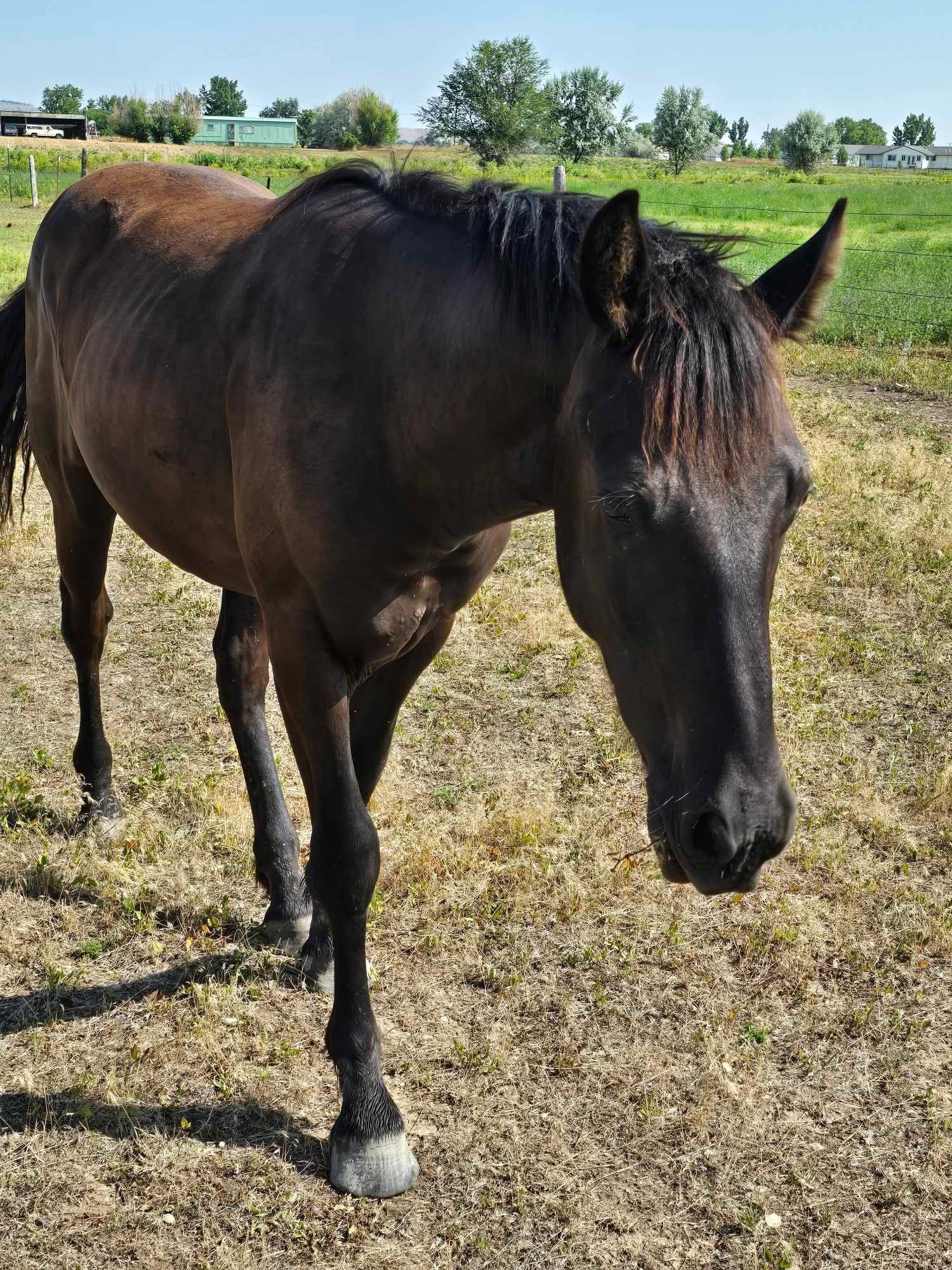 A brown horse standing in a field looking at the camera