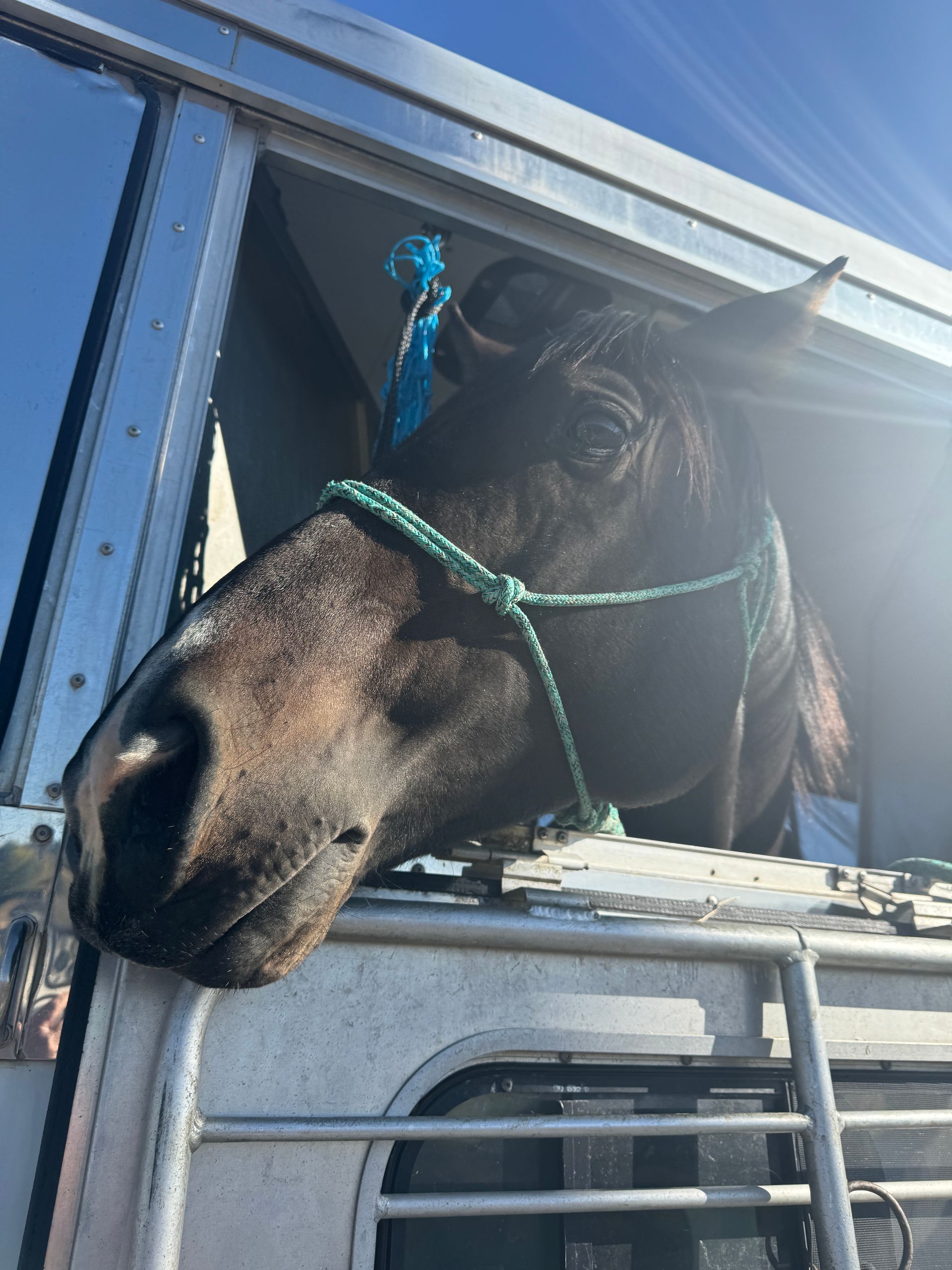 A horse is sticking its head out of a truck window.